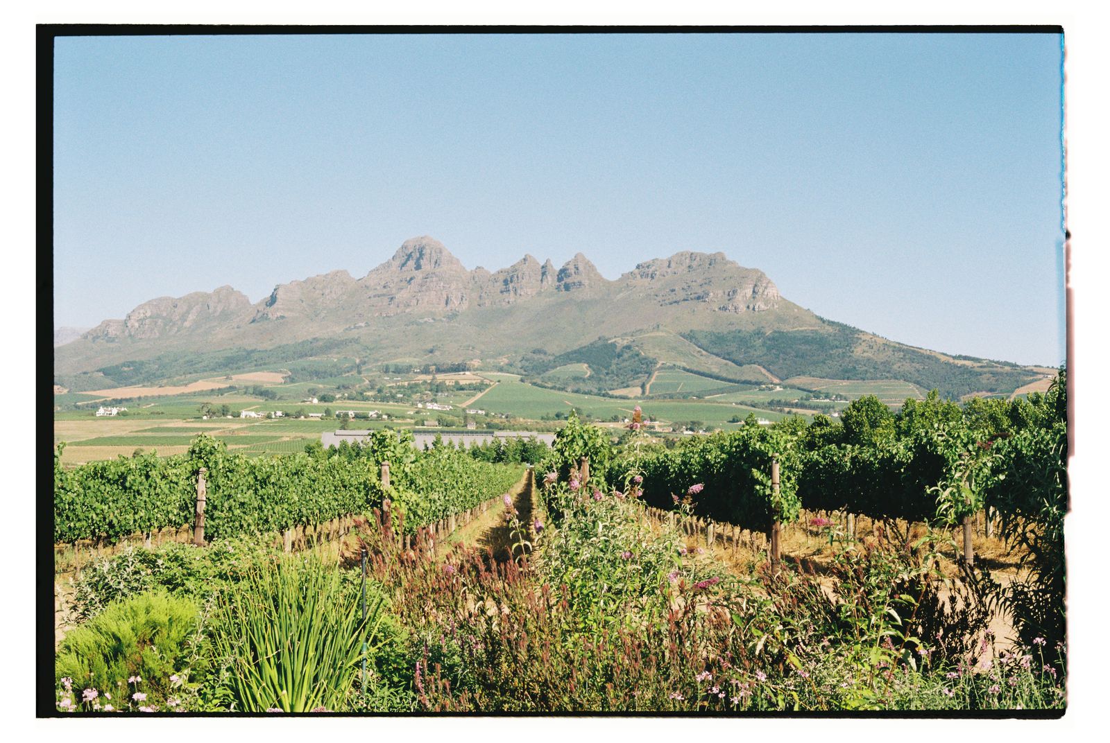 Cape Winelands vineyard and mountains