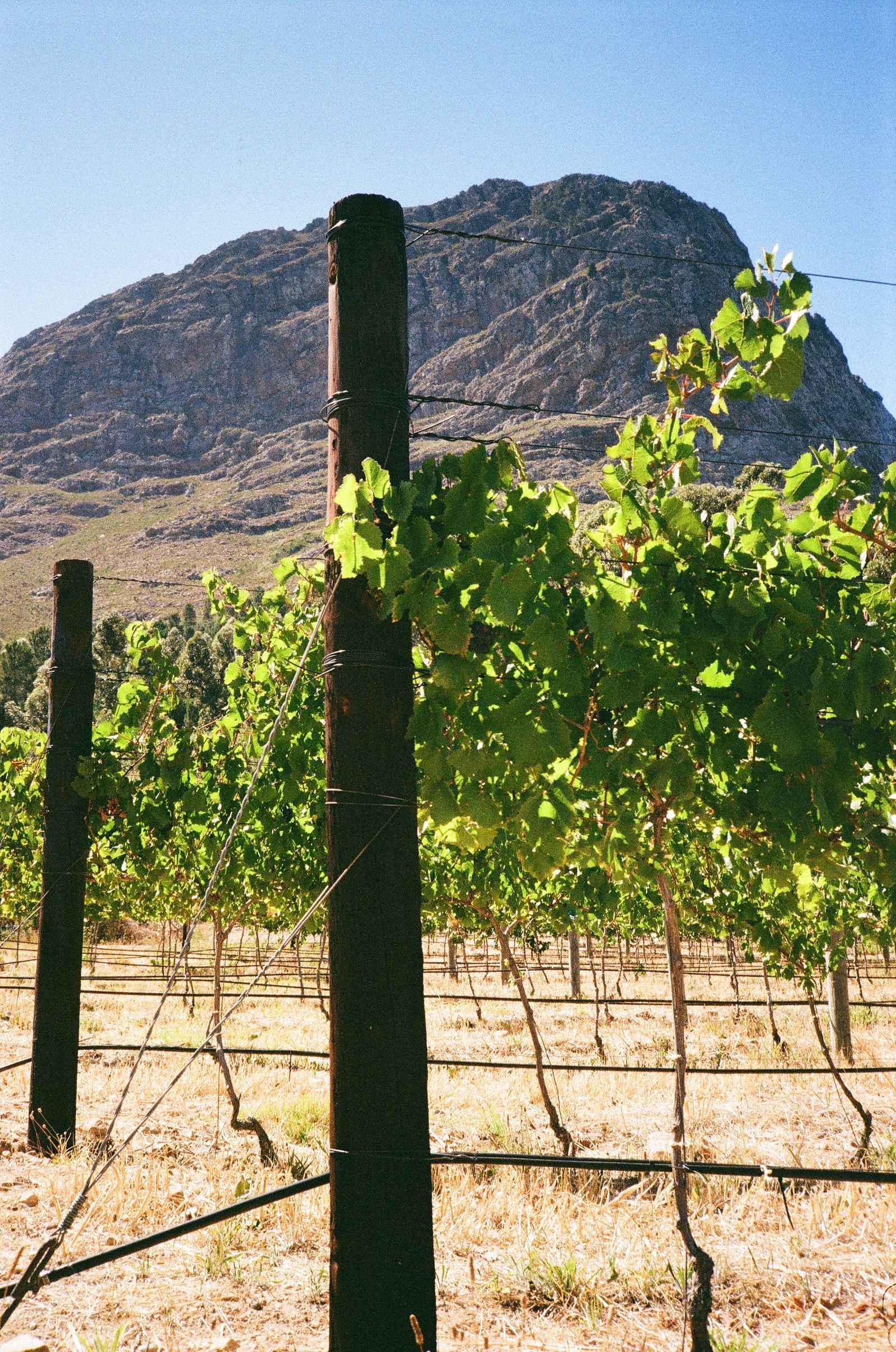 Franschhoek vineyard and mountain peak