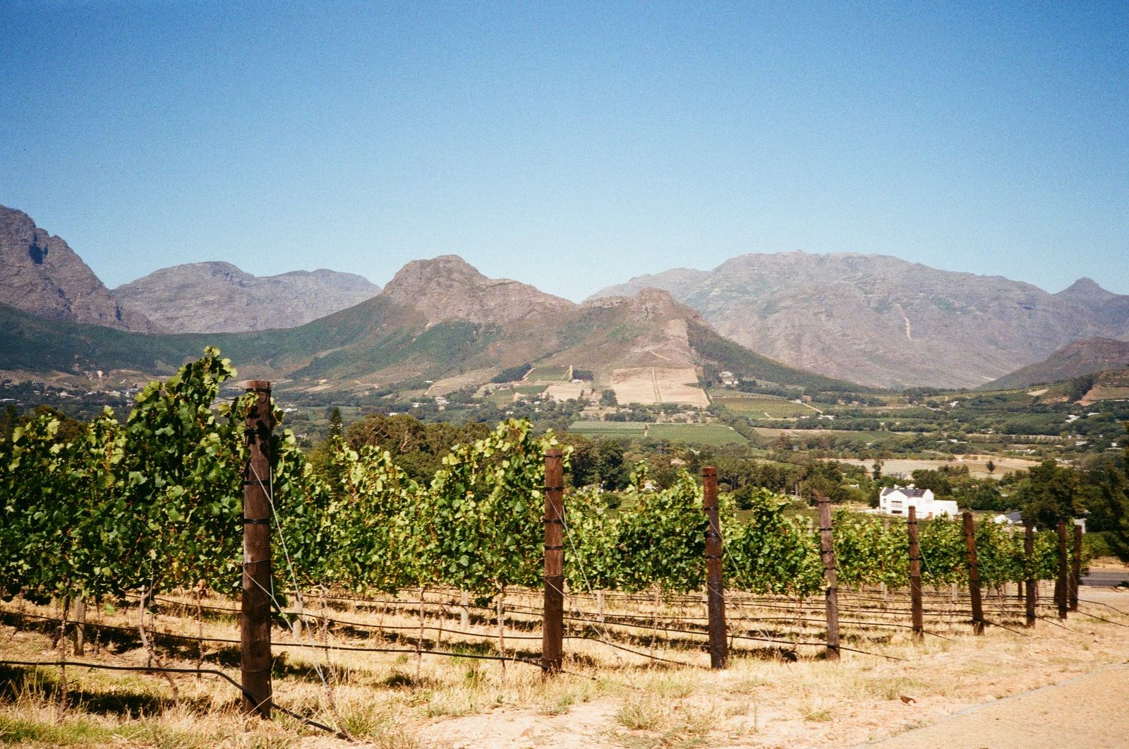 Franschhoek vineyards and mountains, Cape Winelands