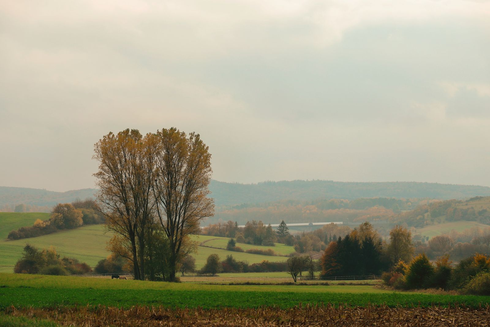 Rolling autumn fields and trees, New England countryside