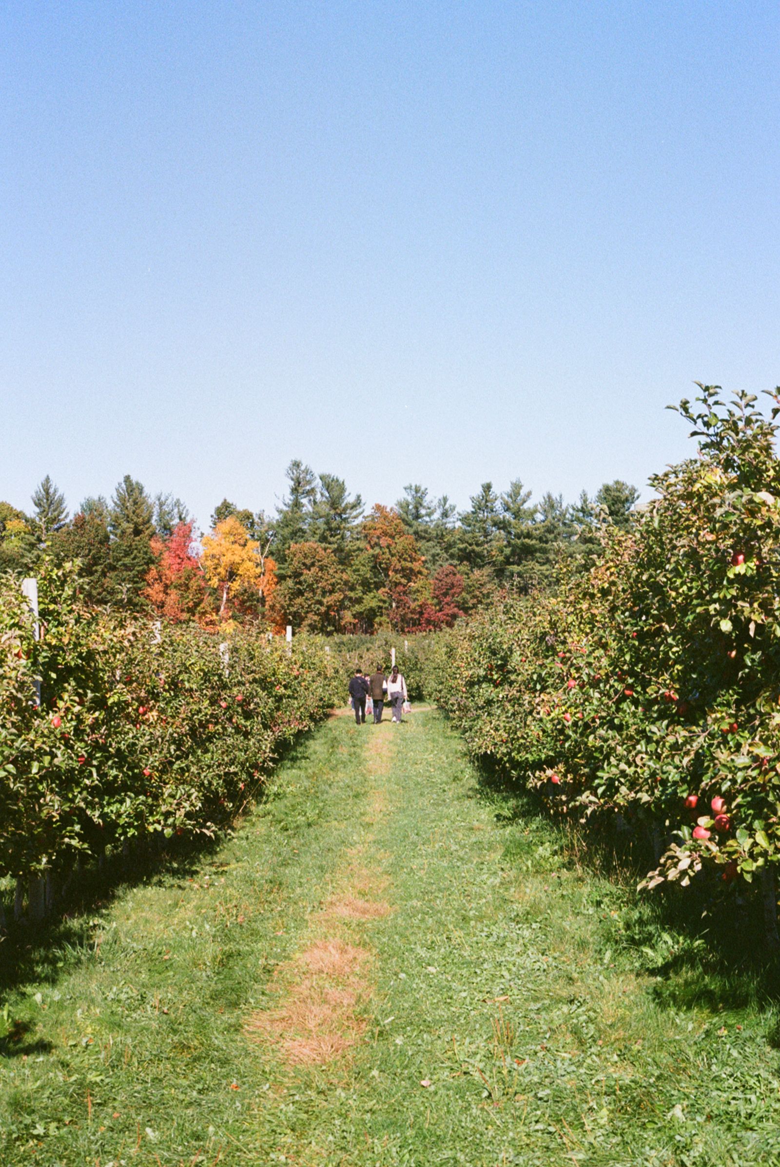 Apple orchard in autumn, New England