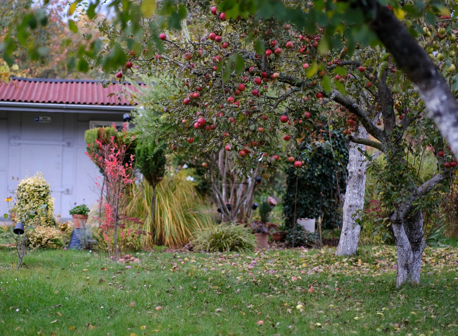 New England farm with apple trees in autumn